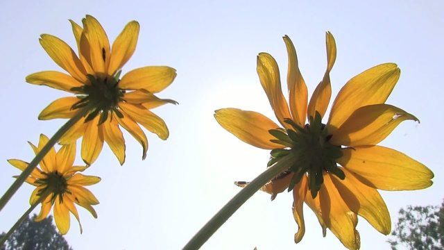 gerbere gialle sole luce