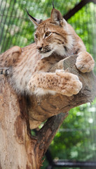 lynx lies on a log in a zoo