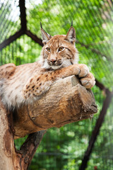 lynx lies on a log in a zoo