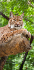 lynx lies on a log in a zoo