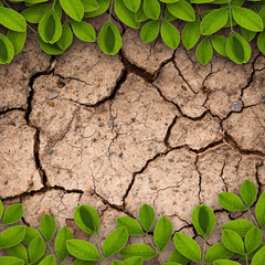 Dry soil background with creeper plants