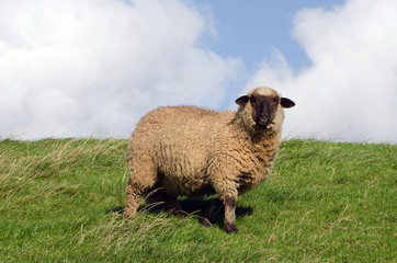 Schaf