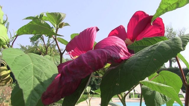 ibisco rosso tropici piscina