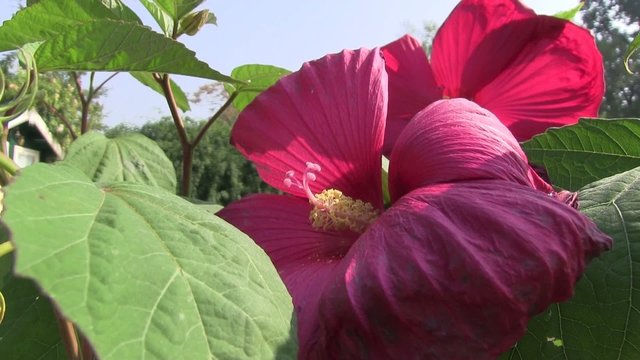 ibisco rosso tropici piscina