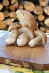 autumn fruits of the wood