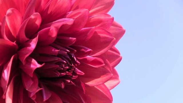 dalia fucsia fiore petali