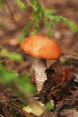 Подосиновик