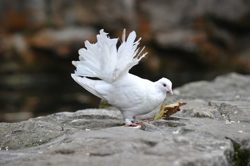 gołąb pocztowy © fotoklatka