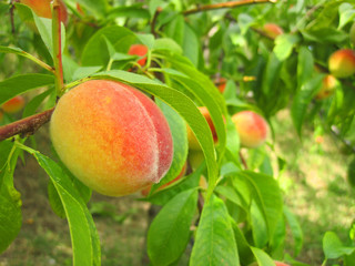 fresh peaches