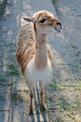 Lama © Magdziak Marcin