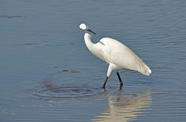 white heron dancer