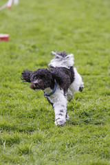 Obraz premium Rennender Hund beim Hundesport