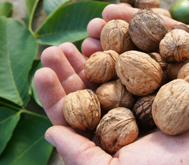 frische Walnüsse auf den Händen