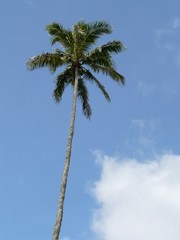 Obraz premium Coconut palm tree on Rarotonga, Cook Islands