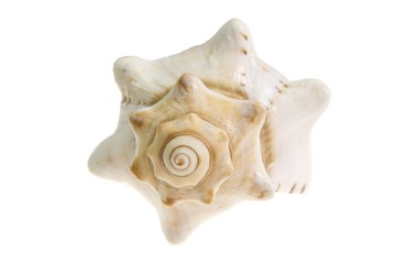 Freigestellte Muschel