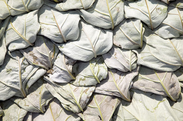 Texture made from green plants