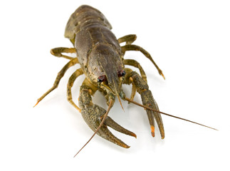 lobster