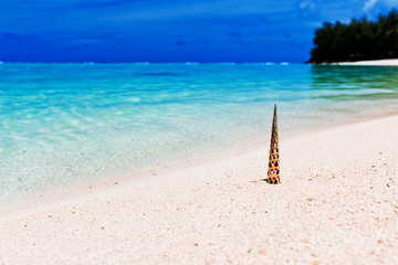 Fototapeta na wymiar Beach and tropical shell on white sand