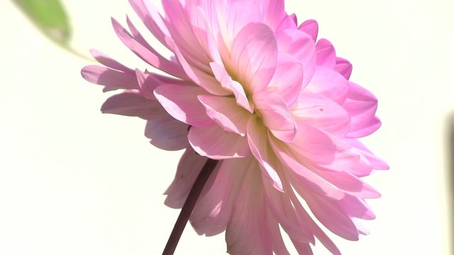 dalia rosa petali fiore botanica