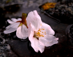 美しくも儚い桜の終局