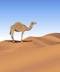 Camel in the Desert