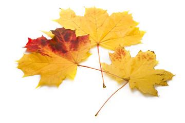 Leaves isolated on the white background
