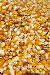 Background of yellow maize corn kernels