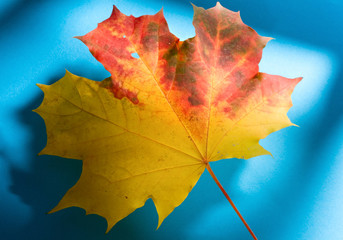 Leaf isolated on the blue background