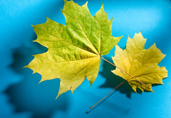 Leaves isolated on the blue background