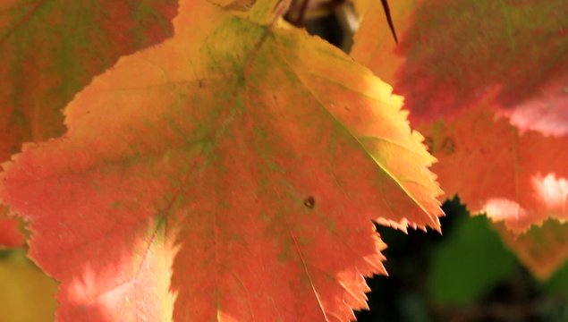 Die herbstlichen Bl&auml;tter auf dem Wind