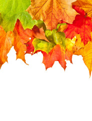 Colorful autumn leaves