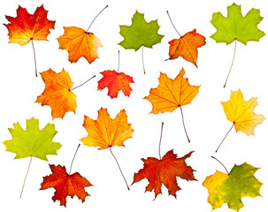 Collection of colorful autumn leaves