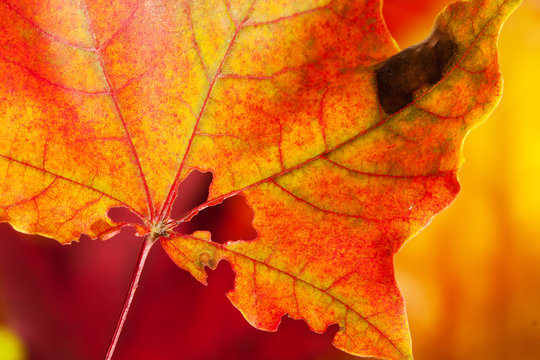 Red-yellow holey maple leaf