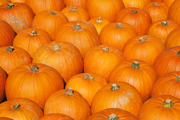 Colorful pumpkins