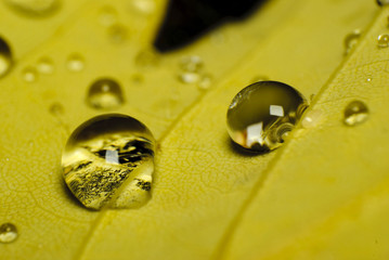 Water drops in leaf