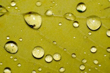 Water drops in leaf