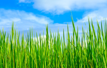 Rice leaves and blue sky