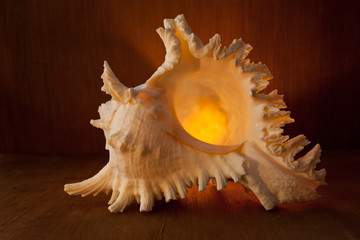 Sea shell