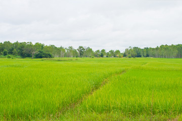 Fototapeta premium Paddy in Northeast Thailand