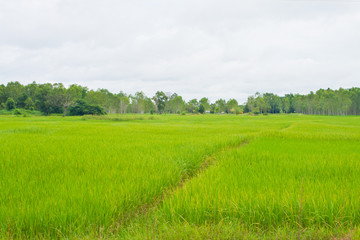 Paddy in Northeast Thailand