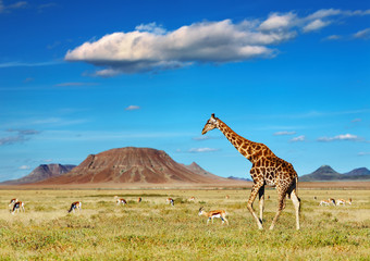 Fototapeta premium African safari