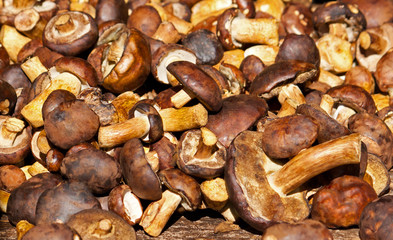 Speisepilze