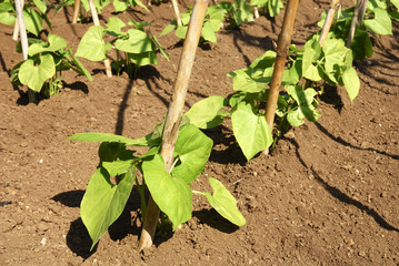 Bean plants