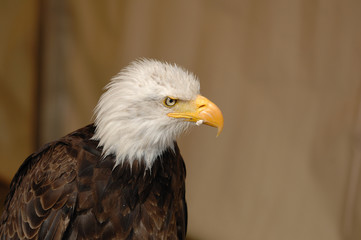 aigle, Pygargue à tête blanche