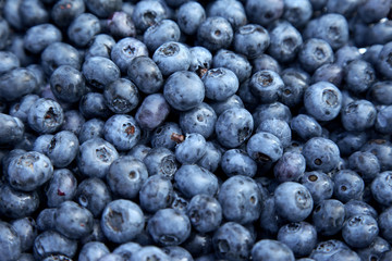 Blueberry background. Shallow DOF