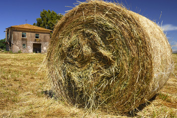 Hay bale in the fields