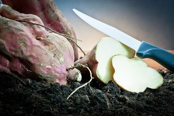 potatoes in the field