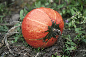 Obraz premium Kürbis im Feld