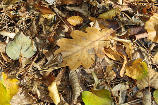 tapis de feuilles morte