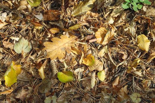 feuilles d'automne